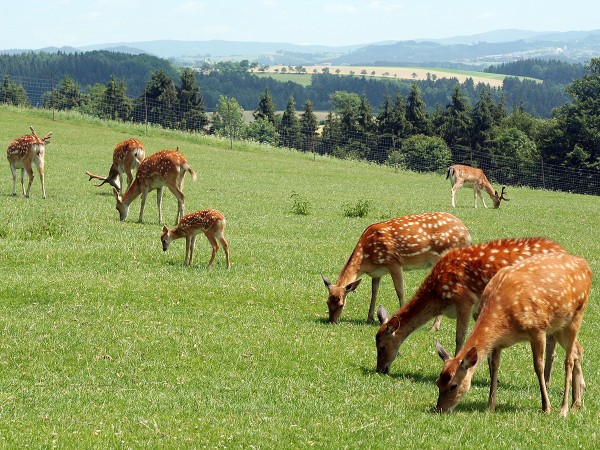 Zvířecí park Altenfelden v Rakousku